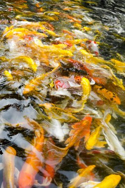 Koi balığı gölde