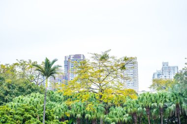 Yeşil kent park peyzaj 