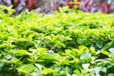 Garden yeşil bush kadar kapatın