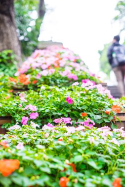Çiçek çalılar kadar kapatın