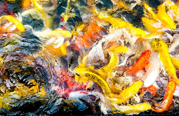 Koi fish in pond — Stock Photo, Image