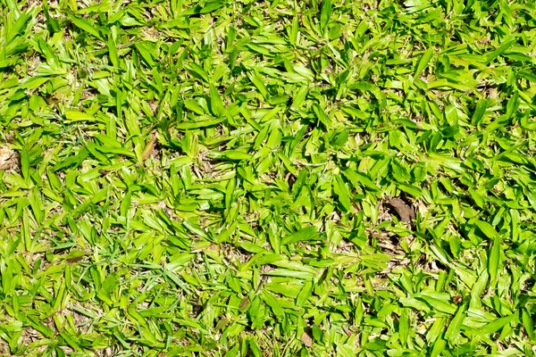 Green grass texture — Stock Photo, Image