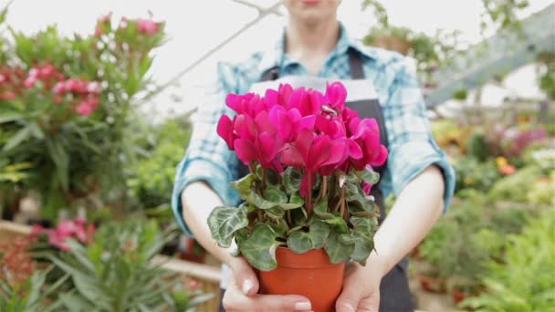 Fleuriste femelle tient le pot de fleurs avec des fleurs roses au centre de jardin — Video