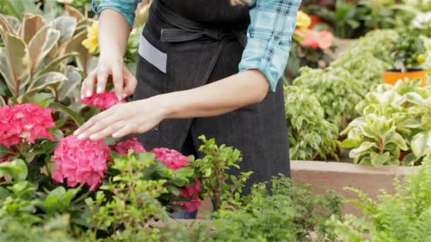 Floristería femenina toma la maceta con geranio de estante en el centro del jardín — Vídeo de stock