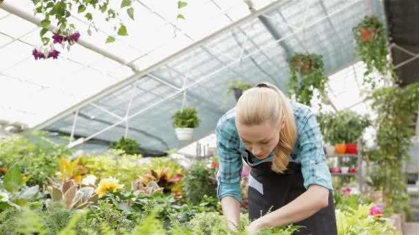 Kvinnliga florist utforskar ormbunke i trädgård centrum — Stockvideo