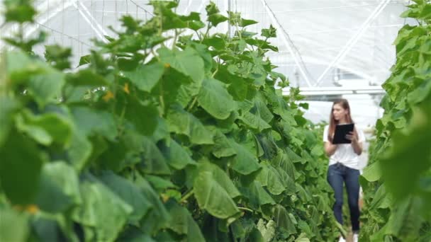 Agronomis dengan tablet memeriksa daun dan melewati antara baris-baris hijau — Stok Video