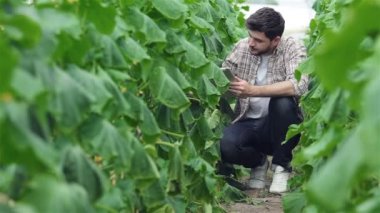 Yavaş yavaş tablet yeşil satırlar arasında oturan adam bitkiler incelemek