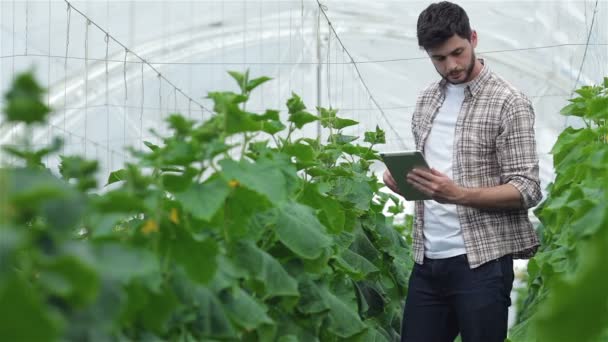 Guy con la tavoletta ispezionare lentamente le piante — Video Stock