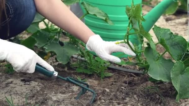 Primer plano de las manos con herramienta de jardín — Vídeos de Stock