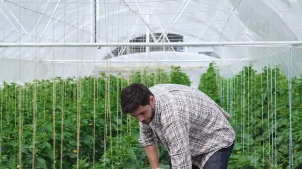 Guy worker in the greenhouse digs — Stock Video