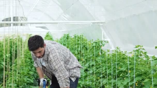 Guy worker in a greenhouse smiling directly at the camera — Stock Video