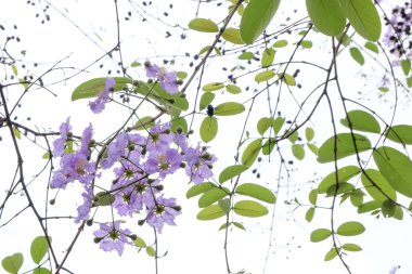 Yumuşak odak Kraliçe çiçek ağaç üzerinde