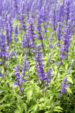 Güneşli bir günde tarladaki mor lavanta çiçeklerinin yakın plan görüntüsü