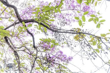 Yumuşak odak Kraliçe çiçek ağaç üzerinde