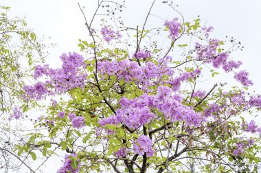 Yumuşak odak Kraliçe çiçek ağaç üzerinde