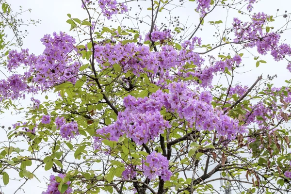 Мягкий цветок королевы фокус на дерево Стоковое Фото