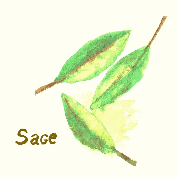 Aquarelle peinte sauge plante . — Image vectorielle