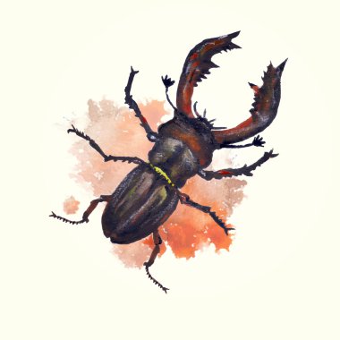 Stag beetle