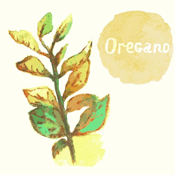 Aquarell Oregano-Pflanze — Stockvektor