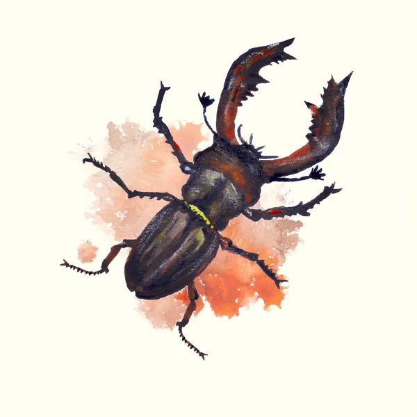 Stag beetle — Stock Vector