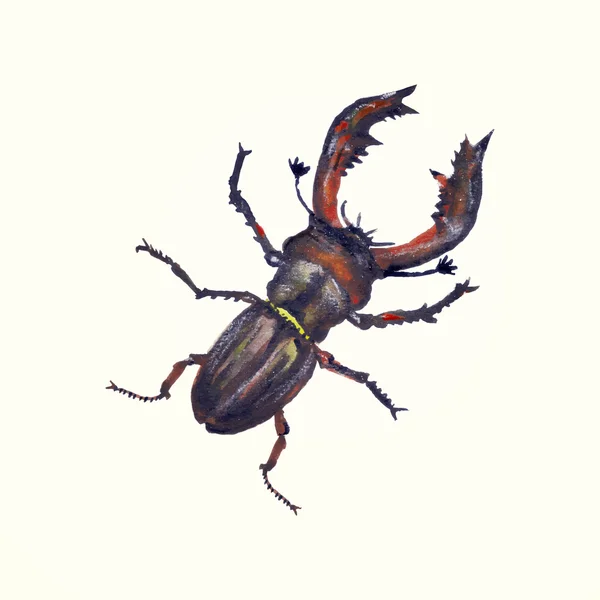 Stag beetle — Wektor stockowy