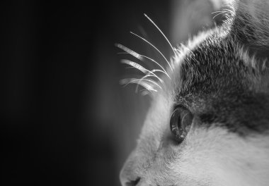 Kedi göz dikkat kontrast hayvan evde beslenen hayvan