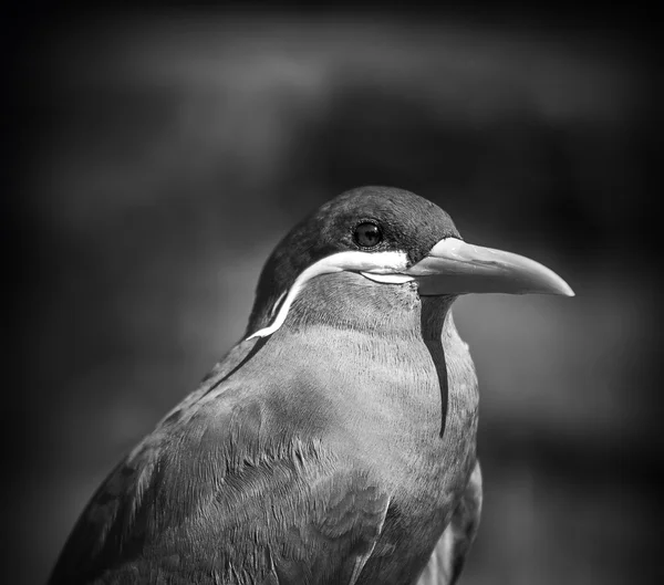 Inca Tern Larosterna bird seabird — Stock Photo, Image