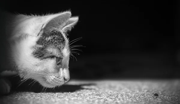 Kat jagen huisdier dierlijke vliegen vangst — Stockfoto