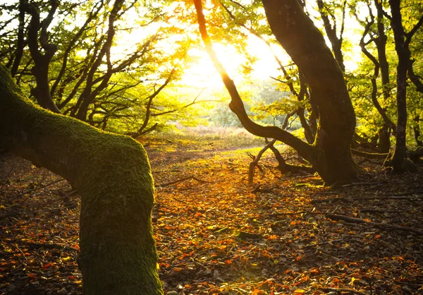 Güneş açarken woods ağaçlar yaprak Parlatıcı