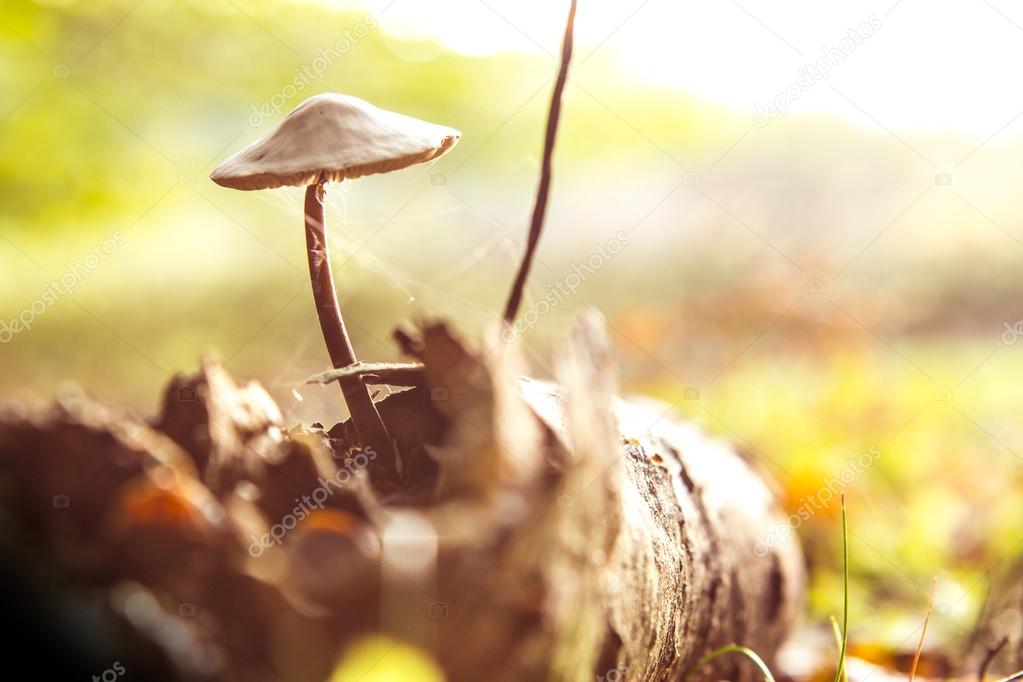 Fungus mushroom wood vegetation