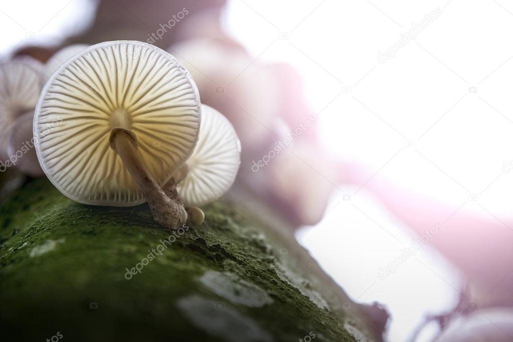 Oudemansiella mucida fungi fungus woods texture porcelain mushro