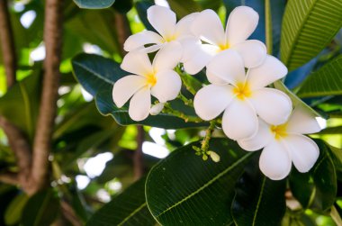 Beyaz ve sarı plumeria.