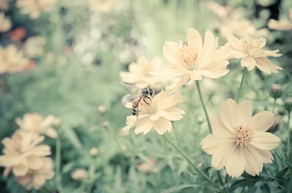 Bulanıklık ve yumuşak odak Marigold çiçek bahçesinde
