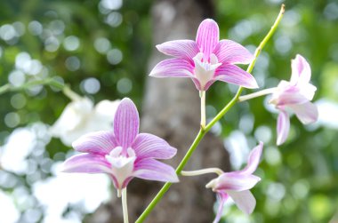 Çiçek Orkide Bahçe, Doğa arka planda