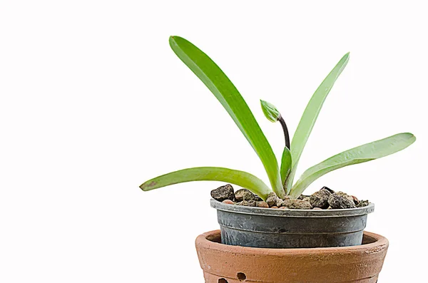 Paphiopedilum flor amarillo — Foto de Stock