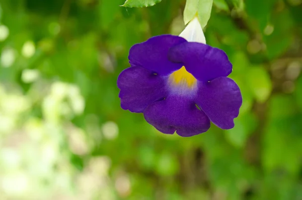 Flor púrpura en el jardín — Foto de Stock