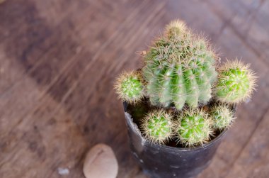 Genç kaktüs, çöl bitki tencerede.