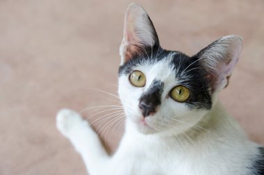 Güzel kedi evde dinleniyor.