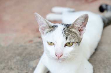 Sarı gözleri ile kızgın bir çizgili kedi portresi.