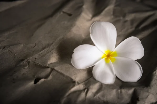 Fiore su parete di cemento come sfondo vintage — Foto Stock