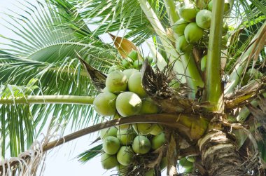 Hindistan cevizi ağacı ile Hindistan cevizi meyve yumuşak