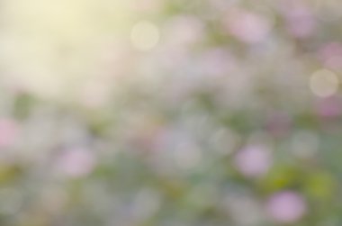 bulanıklık, bokeh, doğal arka plan bulanık