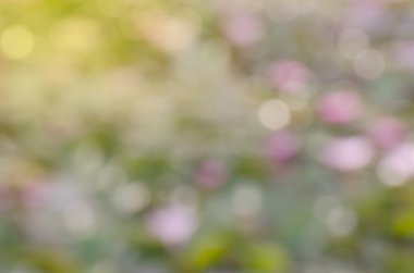 bulanıklık, bokeh, doğal arka plan bulanık