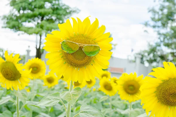 Soft focus sunglasses sunflower plantation field — Stock Photo, Image