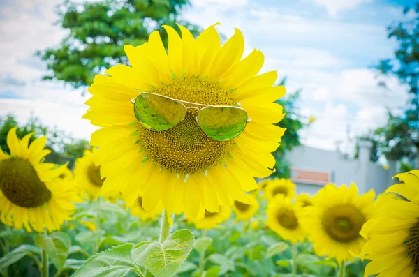 Мягкий фокус солнечные очки поле плантации подсолнечника — стоковое фото