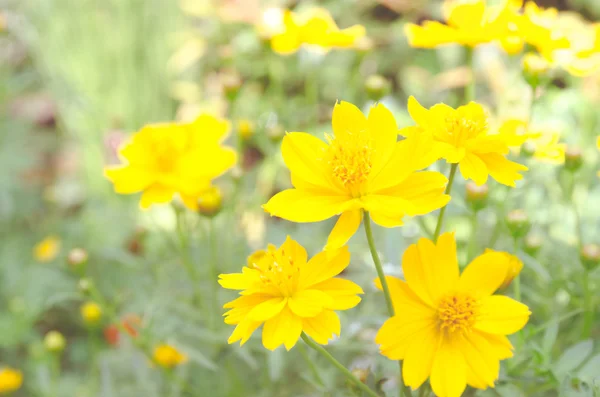 Sfocatura e soft focus Fiore di calendula in giardino — Foto Stock