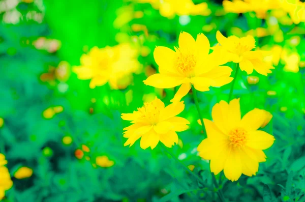 ぼかしとソフト フォーカス マリーゴールドの花の庭 — ストック写真
