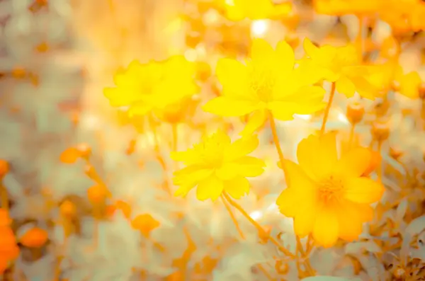 Desenfoque y suave flor de caléndula en el jardín — Foto de Stock