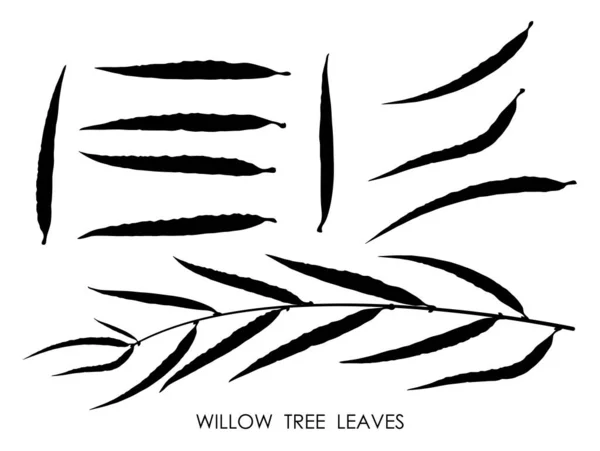 Black Silhouettes Willow Tree Leaves Isolated White Autumn Fallen Leaves Royalty Free Stock Vectors