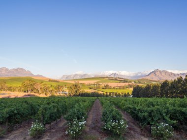 Stellenbosch içinde günbatımı manzara